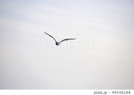 かもめ 49436168