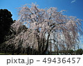 枝垂桜 49436457