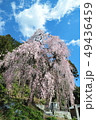 枝垂桜 49436459