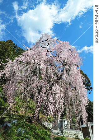 枝垂桜 枝垂桜 49436459