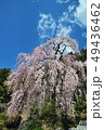 枝垂桜 49436462