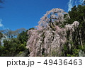 枝垂桜 49436463