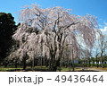 枝垂桜 49436464