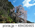 枝垂桜 49436465
