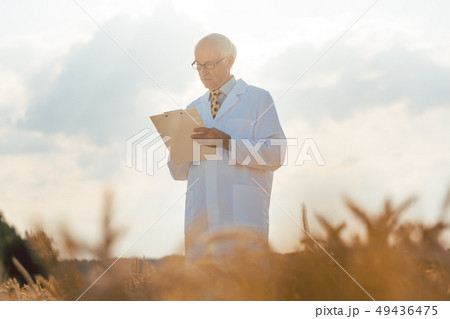 Agricultural scientist tracking data for new breed of grain Agricultural scientist tracking data for new breed of grain 49436475