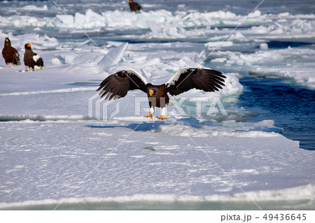 クルーズ船で行く知床観光の野鳥 鷲　オオワシ　北海道　オホーツク海　遊覧船　クルーズ船　流氷 49436645