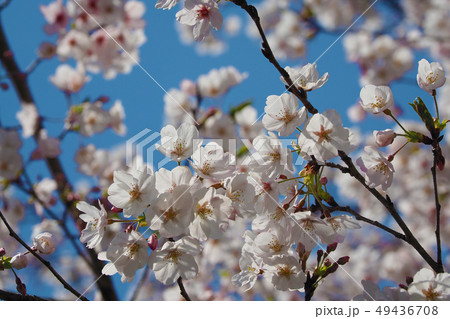 春イメージ（桜の花） 49436708