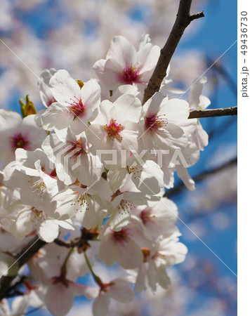 春イメージ(桜の花) 春イメージ(桜の花) 49436730