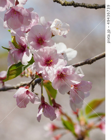 春イメージ(桜の花) 春イメージ(桜の花) 49436739