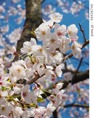 春イメージ（桜の花） 49436740
