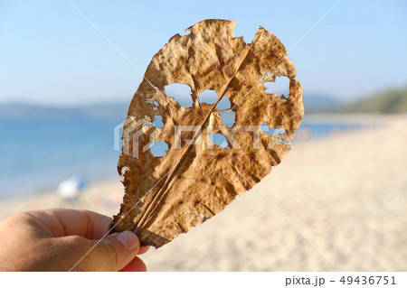 Tropical plant leaf with holes in hand 49436751