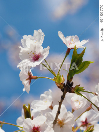 春イメージ（桜の花） 49436770
