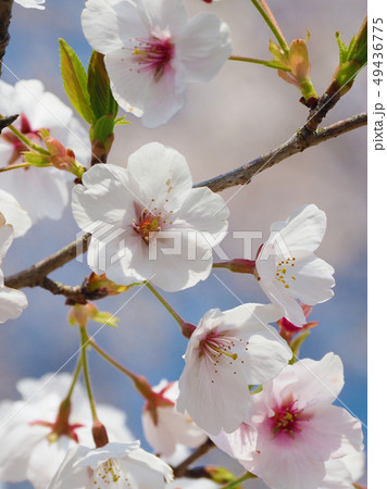 春イメージ(桜の花) 春イメージ(桜の花) 49436775