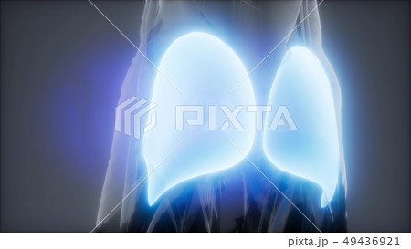 gluteus maximus leg muscles anatomy animation gluteus maximus leg muscles anatomy animation 49436921