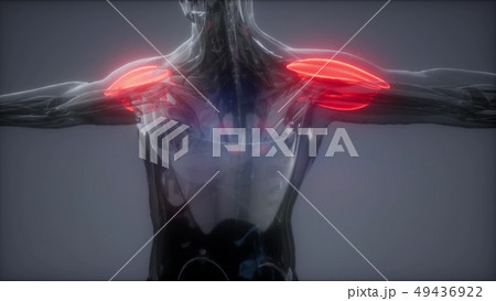 deltoid ?isible muscle anatomy map deltoid ?isible muscle anatomy map 49436922