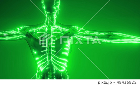 Blood Vessels of Human Body 49436925
