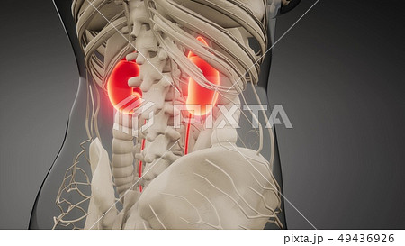 medically accurate illustration of the kidneys 49436926