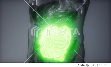 Human Small Intestine Radiology Exam 49436938