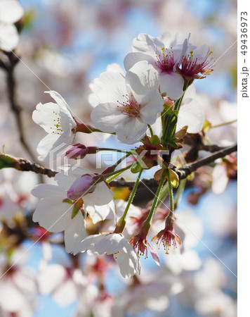 春イメージ(桜の花) 春イメージ(桜の花) 49436973