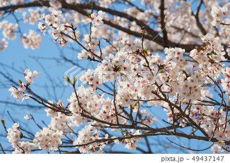 春イメージ（桜の花） 49437147
