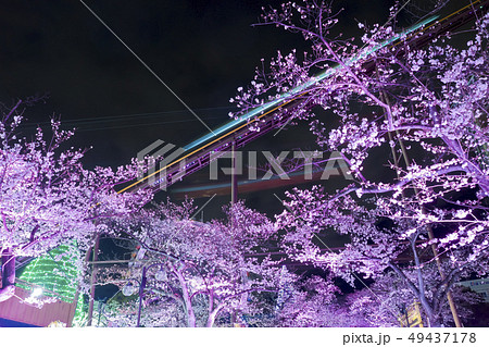 【東京都】よみうりランド 夜桜 【東京都】よみうりランド 夜桜 49437178