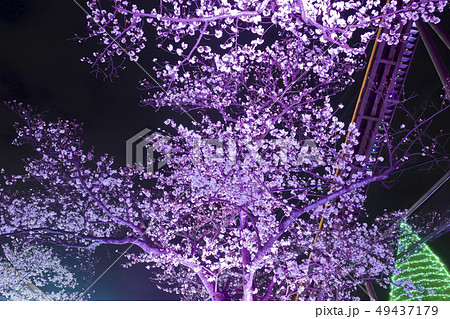 【東京都】よみうりランド 夜桜 【東京都】よみうりランド 夜桜 49437179