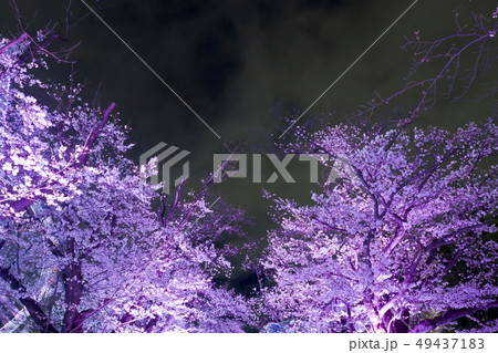 【東京都】よみうりランド 夜桜 【東京都】よみうりランド 夜桜 49437183