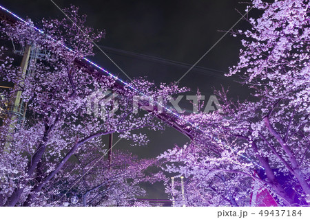 【東京都】よみうりランド　夜桜 49437184