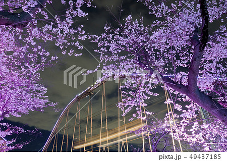 【東京都】よみうりランド　夜桜 49437185