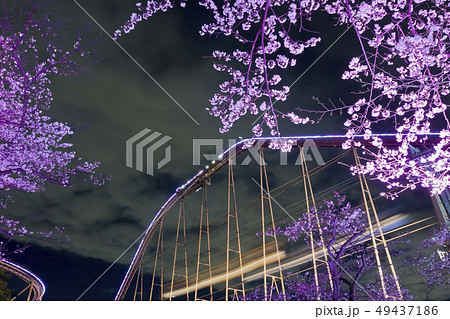 【東京都】よみうりランド　夜桜 49437186