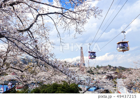 【東京都】よみうりランド　桜とロープウェイ 49437215