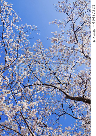 満開の桜と青空 49437221