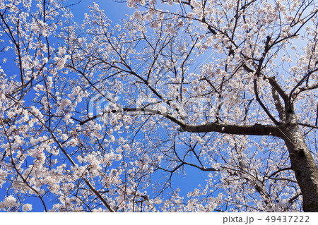 満開の桜と青空 49437222
