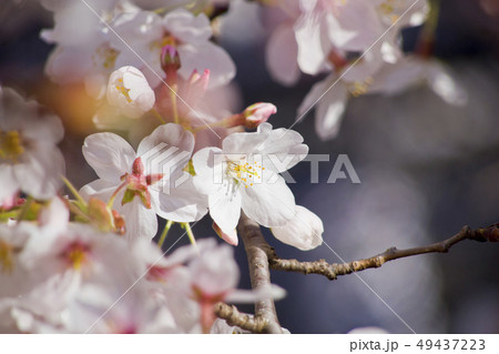 満開の桜 49437223