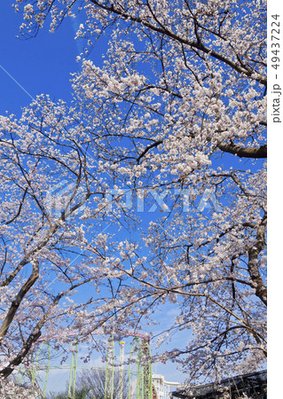 【東京都】よみうりランド　満開の桜と青空 49437224