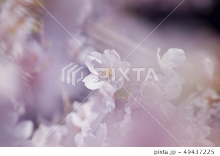 満開の桜 49437225