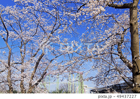 【東京都】よみうりランド　満開の桜と青空 49437227