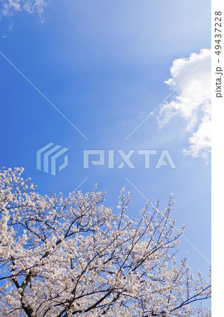 満開の桜と青空 49437228