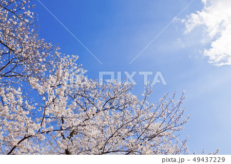 満開の桜と青空 49437229