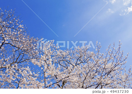 満開の桜と青空 49437230