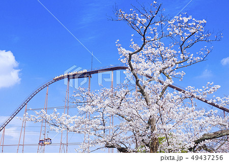 【東京都】よみうりランド 満開の桜 【東京都】よみうりランド 満開の桜 49437256
