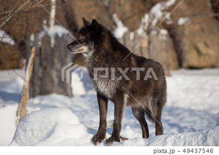Cute black canadian wolf standing on a white snow. Cute black canadian wolf standing on a white snow. 49437546