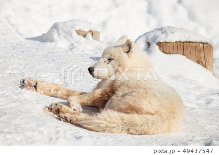 Wild alaskan tundra wolf is lying on white snow. Wild alaskan tundra wolf is lying on white snow. 49437547