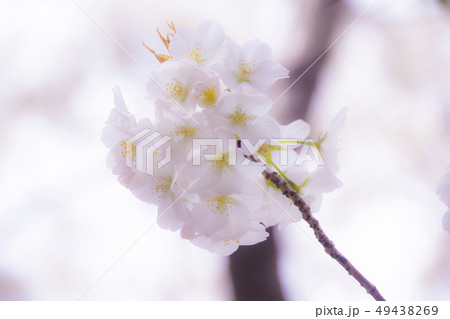 桜 49438269