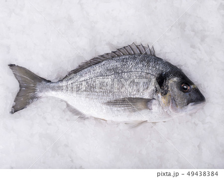 dorado fish lying in the ice 49438384