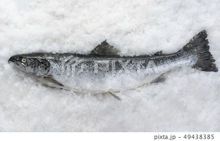 salmon fish lying 49438385