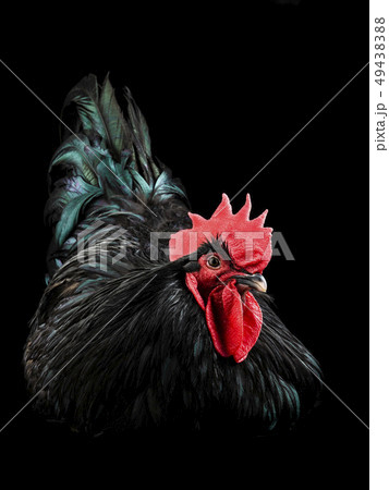 black rooster australorp (Gallus gallus) 49438388