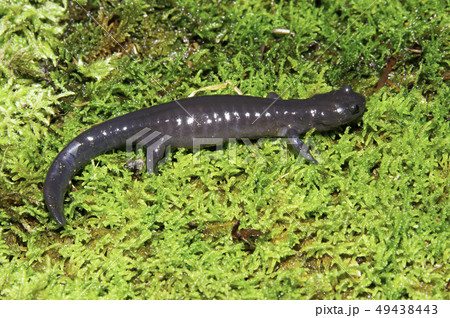 アカイシサンショウウオ 雌 アカイシサンショウウオ 雌 49438443
