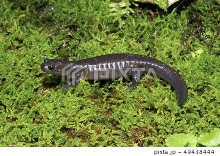アカイシサンショウウオ 雌 アカイシサンショウウオ 雌 49438444