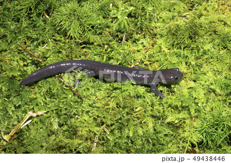 アカイシサンショウウオ　雄 49438446